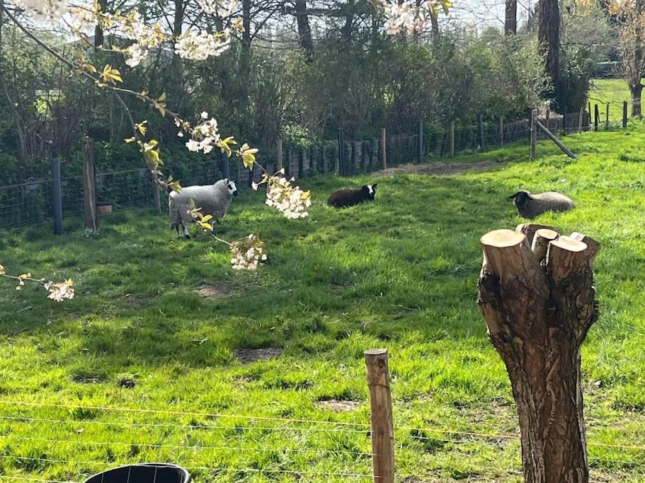 Hoeve Hooierzele Waasmunster Bagian luar foto